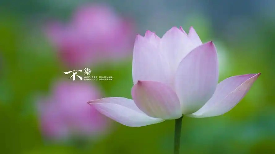 【p9墙纸】我与荷花有个约定系列二 - 华为p9系列主题美化 花粉俱乐部