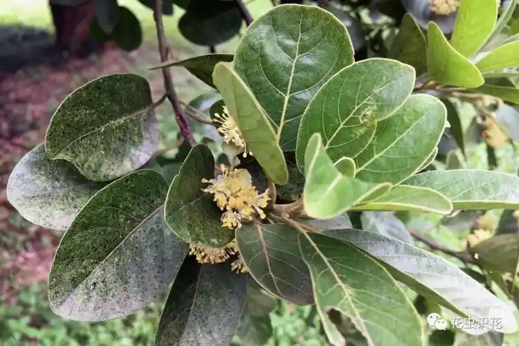 潺槁木姜子(樟科 木姜子属)