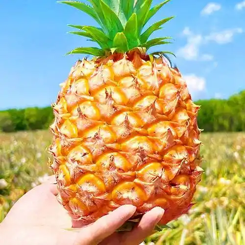 关于3月份吃凤梨的指南,请查收_食用_水果_外皮