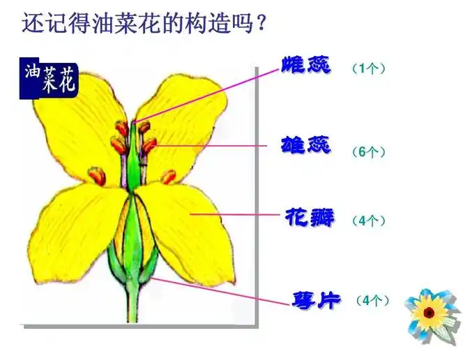 还记得油菜花的构造吗?