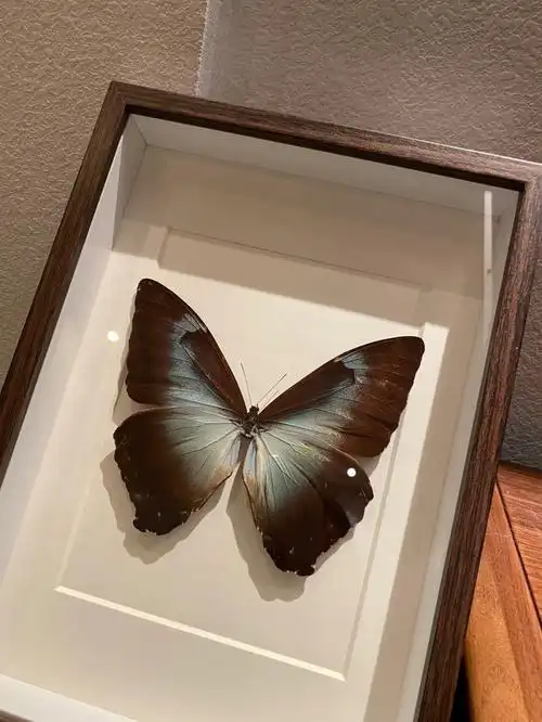 月神闪蝶(学名:morpho cisseis)外形特征月神闪蝶翼展16.0 - 18.