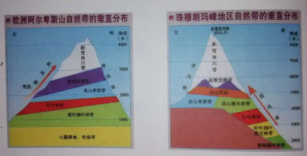 老师带领我们分析了阿尔卑斯山和喜马拉雅山的垂直自然带分布图(下图)