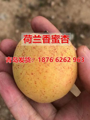 荷兰香蜜杏树苗新品种杏树何兰香杏苗新疆吊干杏南方北方种植果苗