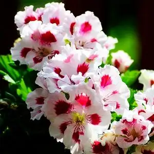 大花天竺葵带蝴蝶梅糖果天使成品大苗带花苞发货包邮绿植花苗