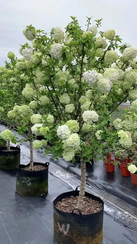 绣球树苗中华大花斗球苗木本琼花院地花卉