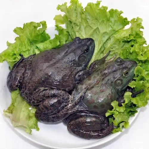 【图】【天天海鲜批发】活鲜牛蛙批发单只约450-500克_容商天下