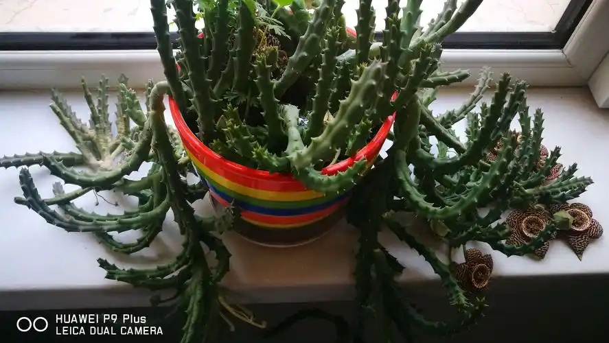 手机拍摄家养盆花_大豹皮花