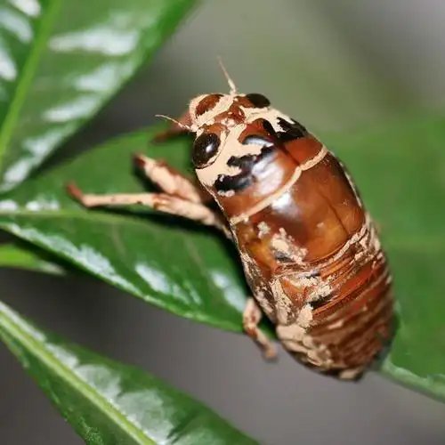 知了猴简笔画彩色 简笔画图片大全-普车都