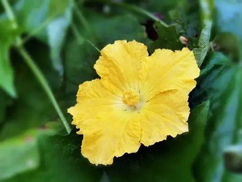 那金黄色的丝瓜花令人喜原创首发