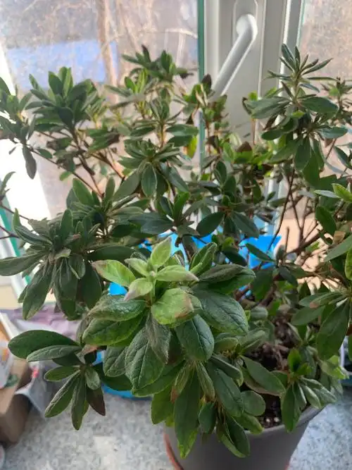 请问各位养花大神,杜鹃新叶老叶全部出现先干尖后整叶干枯的病,得怎么