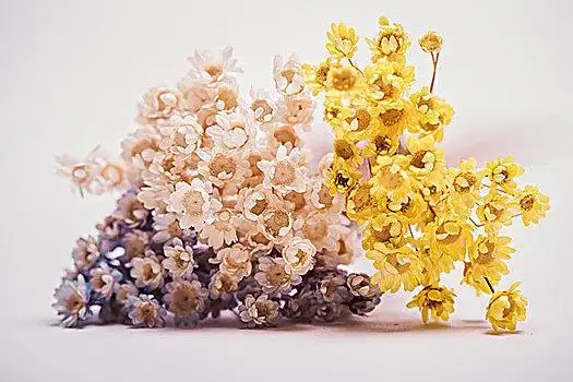 干花图片_干花图片大全_干花图片素材