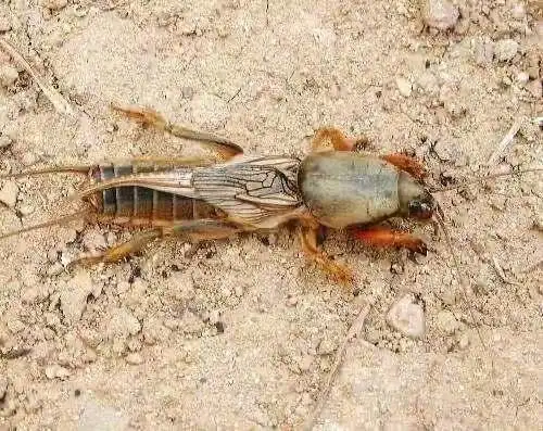 蝲蝲蛄是一种危害很大的昆虫,它以掘土为生,其学名叫蝼蛄