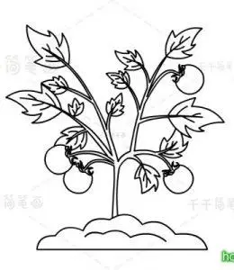 植物简笔画长在土里的小小西红柿小学生学画画植物简笔画两个胖乎乎的
