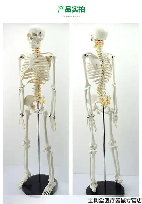 人体骨骼模型共9款丨人体骨骼模型骨架骷髅全身可拆卸带肌肉医学教学