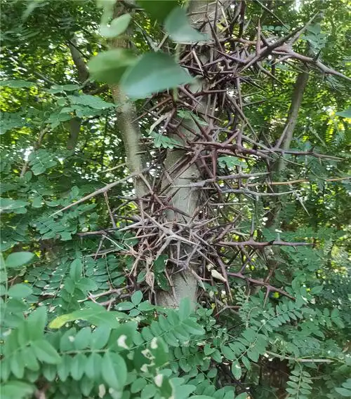 皂角树苗基地小刺皂角苗