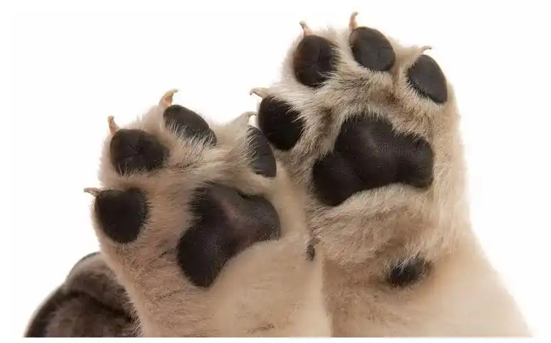 狗狗的臭脚,闻了还想闻,完全停不下来的节奏