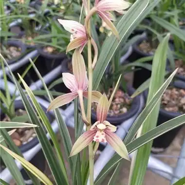 黄金彩虹8苗1花苞发普通快递 - 中国兰花交易网