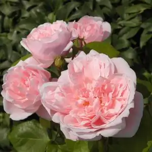 小亦花园【凯瑟琳莫利】奥斯汀灌木月季花苗盆粉色耐寒中等香m118