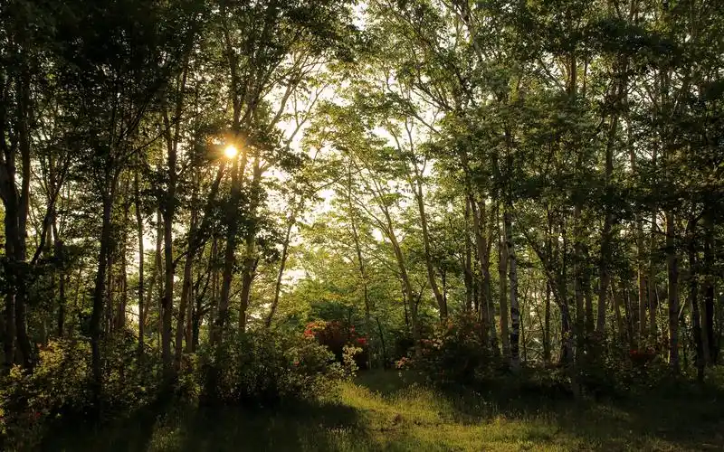 夏天,森林,树,太阳光芒,美丽的大自然
