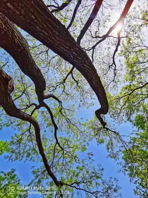 华为手机全国摄影大赛陕西西安春天公园里的树木