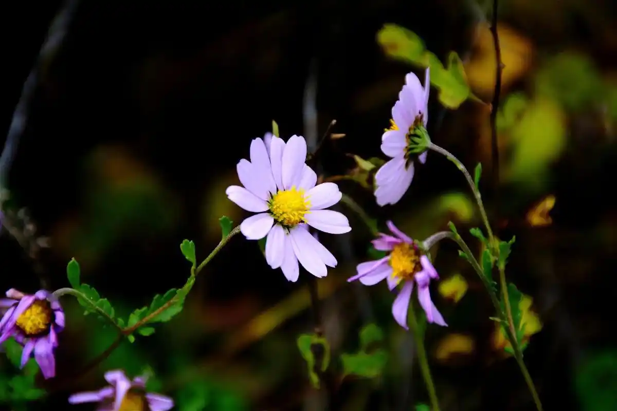 大自然 #小野花 - 抖音