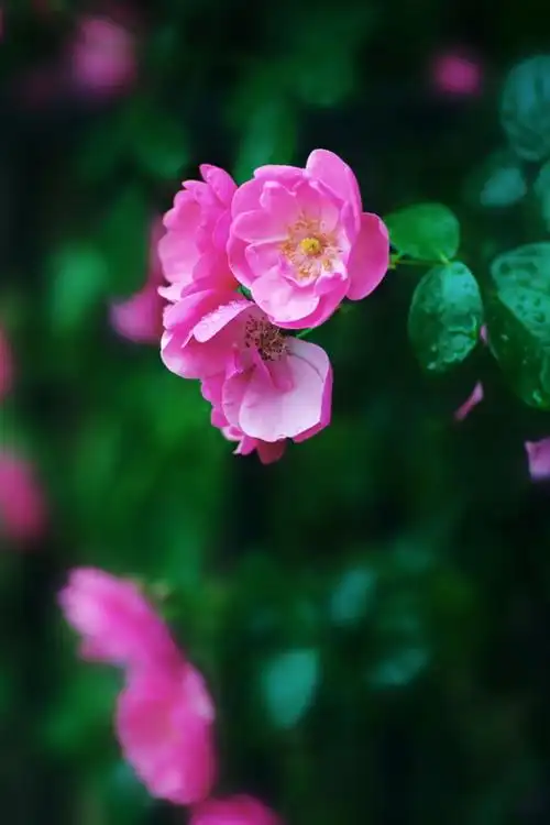 赏花 雨中蔷薇 写美篇