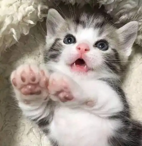 疯狂心动这些猫咪幼崽为什么可以这么可爱