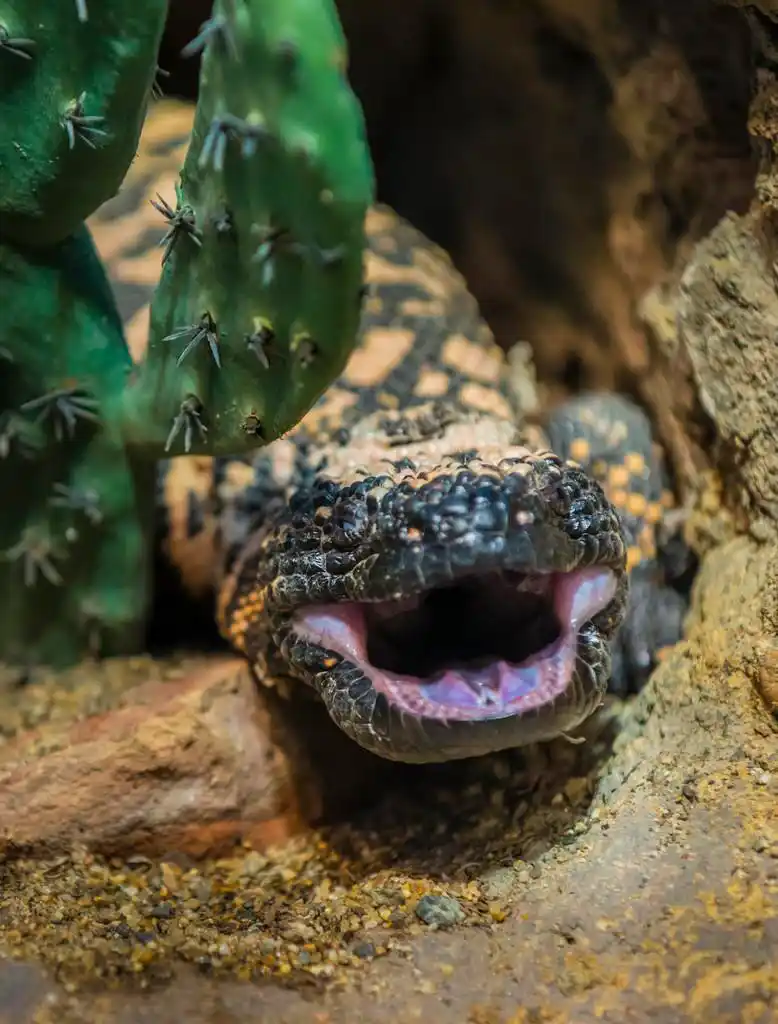 希拉毒蜥,根据仙人掌的蜥的特写镜头