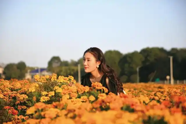 低头轻嗅,孔雀草的花香,分外迷人.