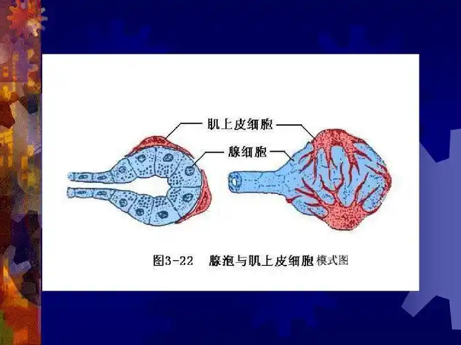 组织学与胚胎学课件 上皮组织ppt