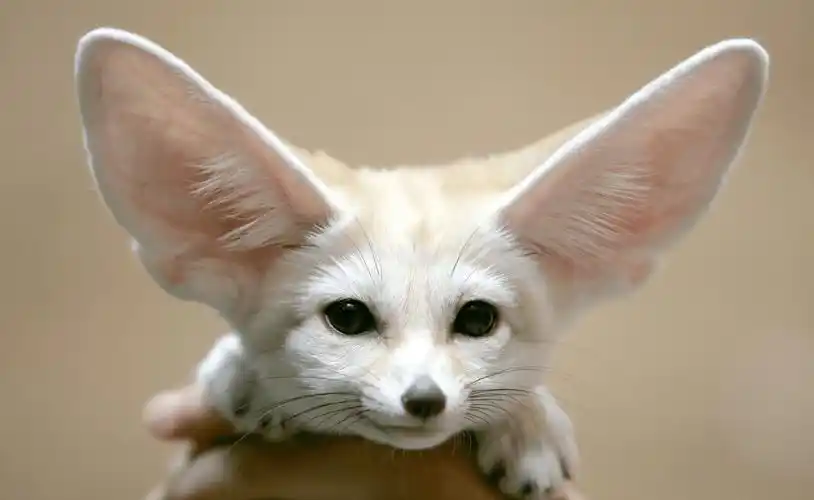 耳廓狐,活在地球最恶劣环境之一的哺乳动物,一辈子不喝一滴水_沙漠