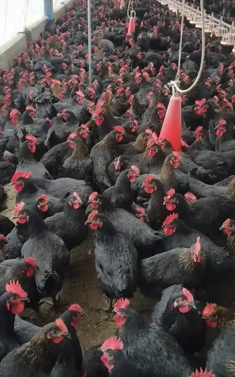 #生态放养 #黑凤鸡项4.5斤#8.5米斤一只都是批发价#微 - 抖音