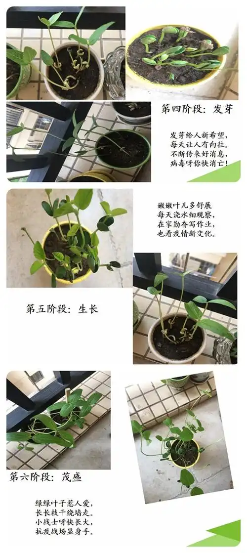孩子们用表格,绘画,丈量,观察,拍照等形式记录他们和植物一同成长