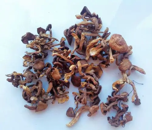 野生毛尖蘑 黄金蘑 500克/袋 黑龙江省大兴安岭森林特产