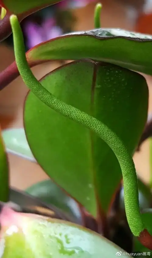 花解语红边椒草