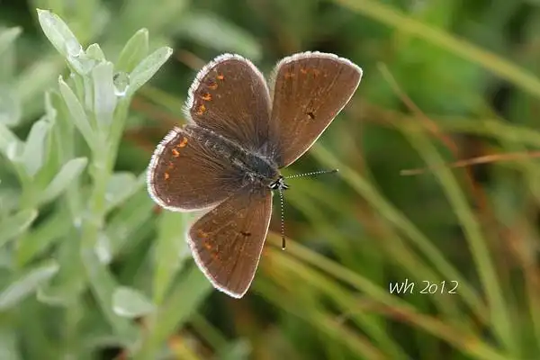 阿爱灰蝶   aricia allous