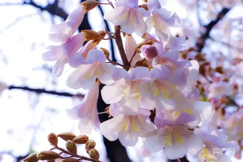 「花重锦官城」桐木繁花好风光