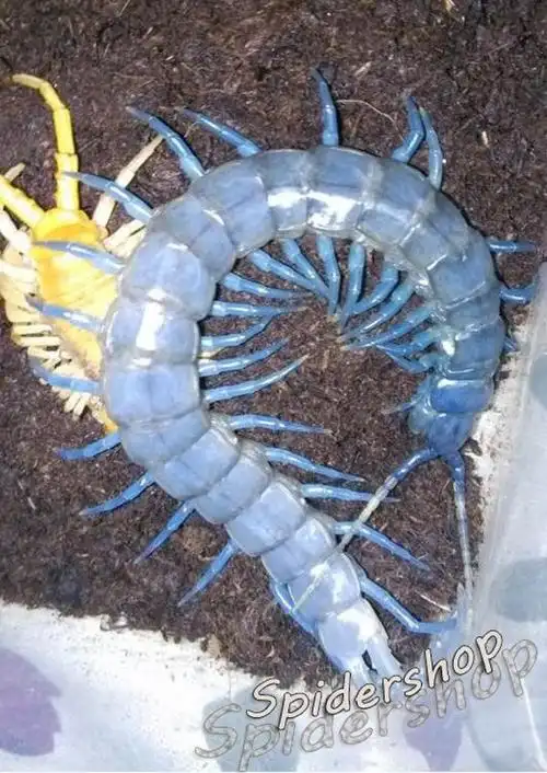 现货肯尼亚蓝钻蜈蚣 ethmostigmus trogonopodus/宠物活体蜈蚣