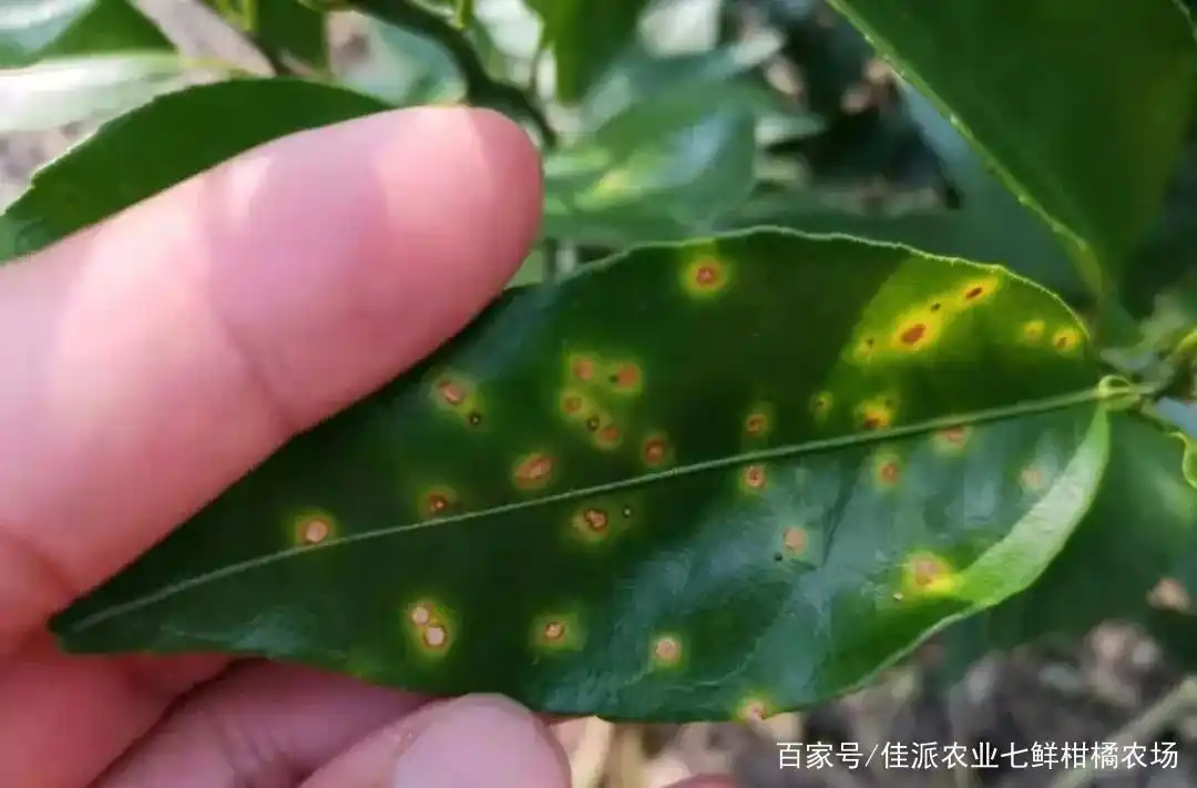 柑橘溃疡病猛如虎,不防不治悔断肠!