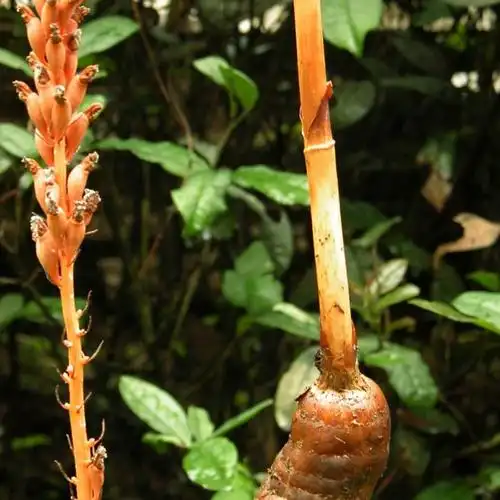 má拼音种天麻属属天门冬目目天门冬超目超目兰科科绿色植物界界六角