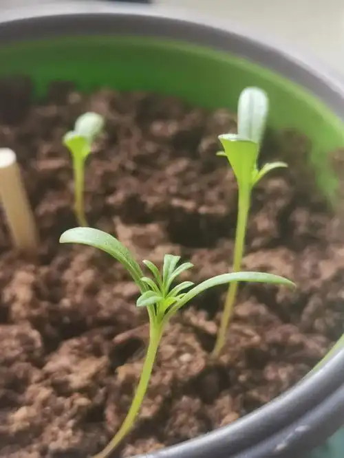 波斯菊维洛特第16天