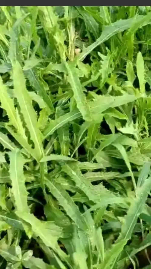 想吃曲曲芽的赶紧看啦,不看后悔