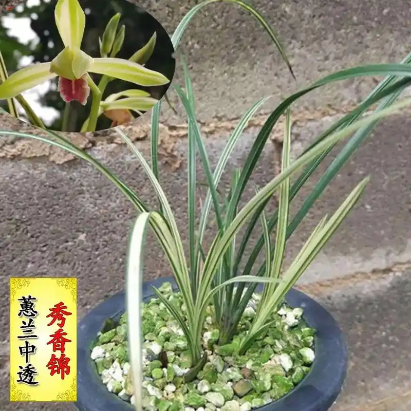 惠兰叶艺花艺双全精品--秀香锦,超喜欢的兰花品种!😎😎# - 抖音