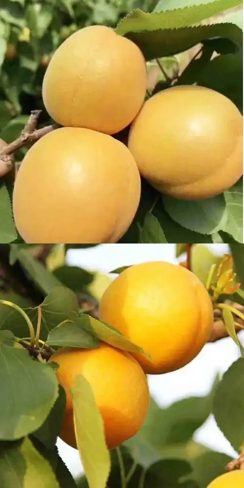 红通通!孕妇杏子"兰溪三日桃花雨"-第1张图片-华泰博客