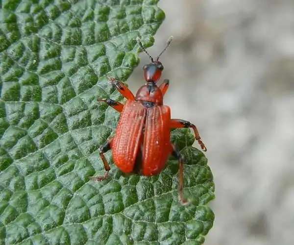 卷叶象鼻虫科attelabidae