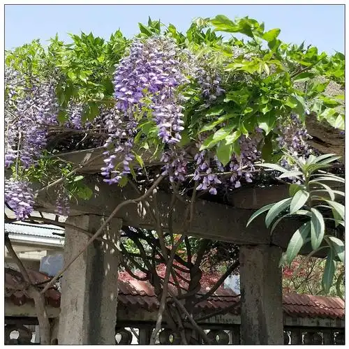 基地批量销售紫藤树 庭院走廊用紫藤树 紫藤树培育繁育基地-阿里巴巴