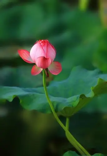 美丽动人的【一枝荷花】(单反)