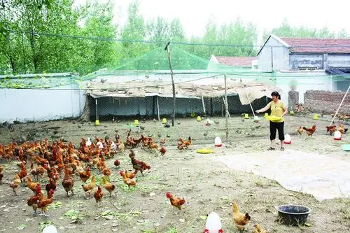 庭院养殖富农家