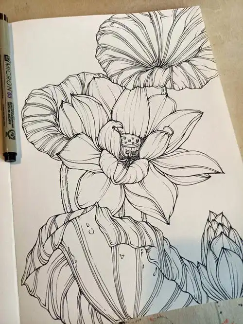 荷花和莲花到底什么区别啊#我的随手画  #针管笔手绘  #画画  #疫情下