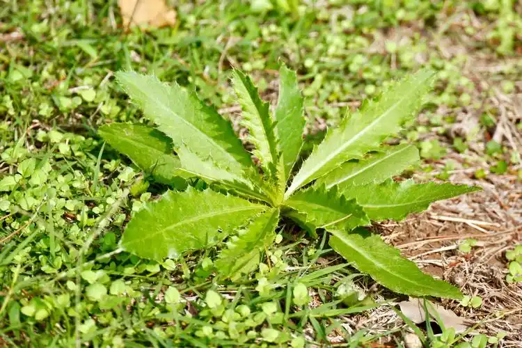 苦苣菜又名苦菜苦荬菜小鹅菜花果期512月